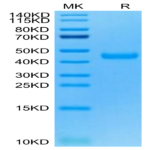 Cynomolgus Siglec-3/CD33 Protein (CD3-CM133)
