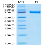 Cynomolgus CD36/SR-B3 Protein (CD3-CM136)