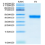 Cynomolgus CD38 Protein (CD3-CM138)