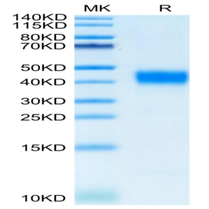 Cynomolgus CD38 Protein (CD3-CM138)