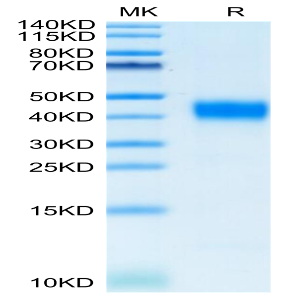 Cynomolgus CD38 Protein (CD3-CM138)