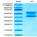 Cynomolgus CD3E&CD3D/CD3 epsilon&CD3 delta Protein (CD3-CM201)