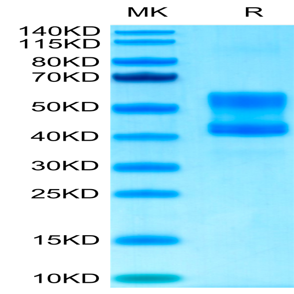 Cynomolgus CD3E&CD3D/CD3 epsilon&CD3 delta Protein (CD3-CM201)