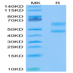 Biotinylated Cynomolgus CD3E&CD3D/CD3 epsilon&CD3 delta Protein (Primary Amine Labeling) (CD3-CM201B)