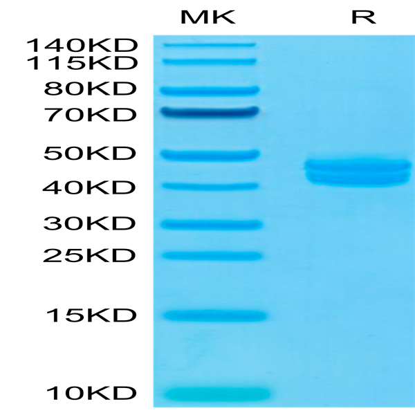 Cynomolgus CD3E&CD3G/CD3 epsilon&CD3 gamma Protein (CD3-CM202)