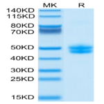 Biotinylated Cynomolgus CD3E&CD3G/CD3 epsilon&CD3 gamma Protein (Primary Amine Labeling) (CD3-CM202B)