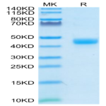 Cynomolgus CD3E/CD3 epsilon 1-27 peptide Protein (CD3-CM2ED)