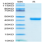Biotinylated Cynomolgus CD3E/CD3 epsilon 1-27 peptide Protein (CD3-CM2EDB)