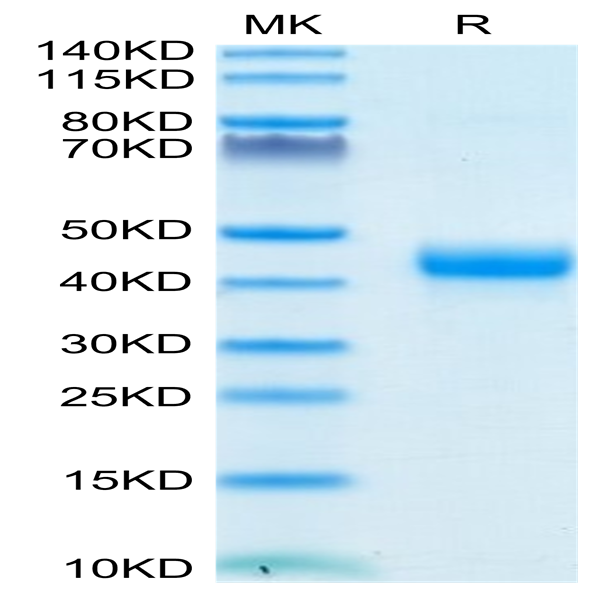 Biotinylated Cynomolgus CD3E/CD3 epsilon 1-27 peptide Protein (CD3-CM2EDB)