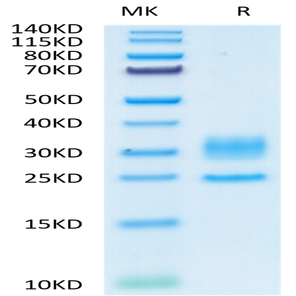 Human CD3E&CD3D/CD3 epsilon&CD3 delta Protein (CD3-HM105)