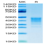 Human CD30 Ligand/TNFSF8 Protein (CD3-HM10L)