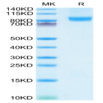Human CD31/PECAM-1 Protein (CD3-HM131)