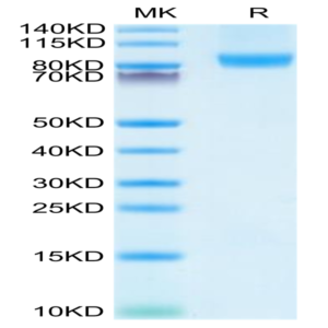 Human CD31/PECAM-1 Protein (CD3-HM131)