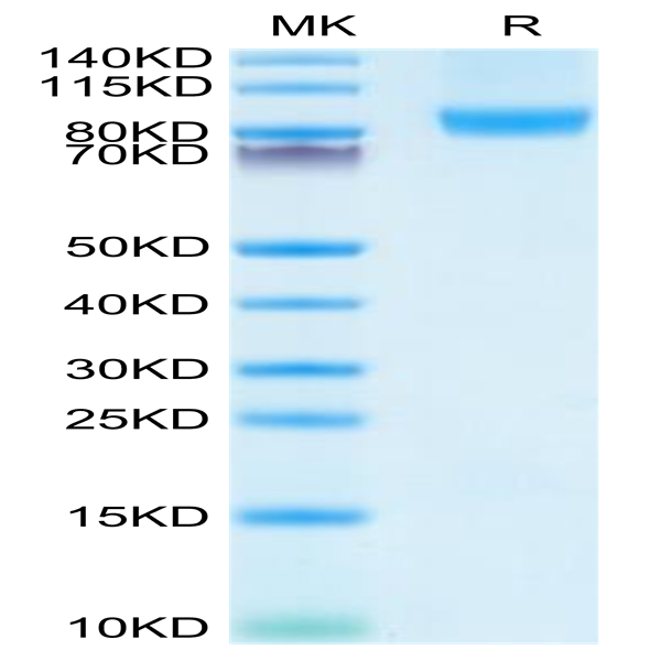 Human CD31/PECAM-1 Protein (CD3-HM131)
