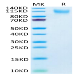Human CD34 Protein (CD3-HM134)