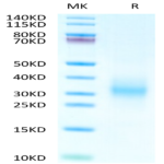 Human CD37 Protein (CD3-HM137)