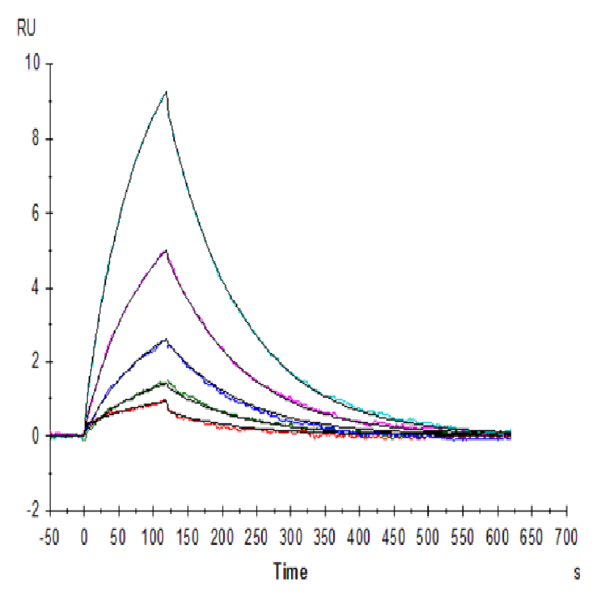 Human CD38 Protein (CD3-HM138) Human CD38 Protein (CD3-HM138)