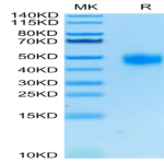 Human CD38 Protein (CD3-HM138)