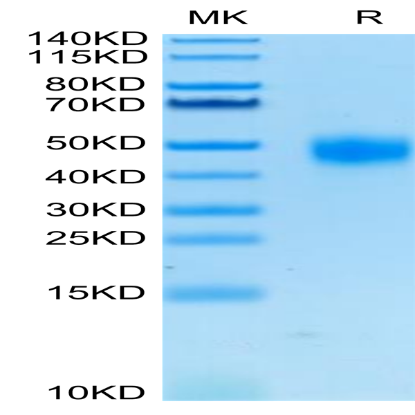 Human CD38 Protein (CD3-HM138)