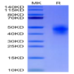 Human CD300c/LMIR2 Protein (CD3-HM13C)