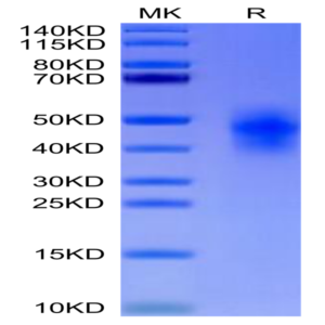 Human CD300c/LMIR2 Protein (CD3-HM13C)