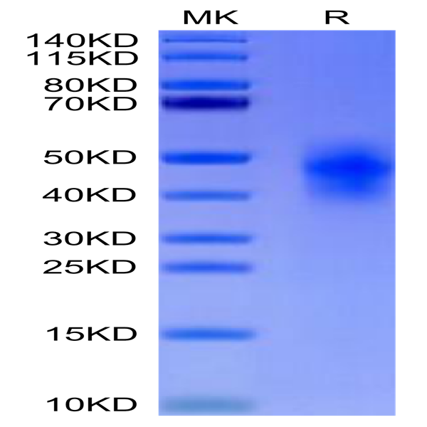 Human CD300c/LMIR2 Protein (CD3-HM13C)