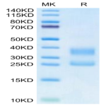 Biotinylated Human CD3E&CD3G/CD3 epsilon&CD3 gamma Protein (Primary Amine Labeling) (CD3-HM157B)