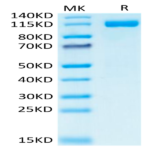 Human CD31/PECAM-1 Protein (CD3-HM231)