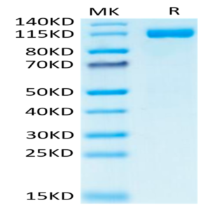 Human CD31/PECAM-1 Protein (CD3-HM231)