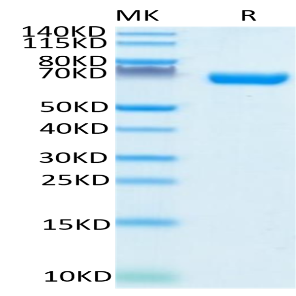 Human CD38 Protein (CD3-HM238)
