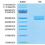Human CD3E&CD3G/CD3 epsilon&CD3 gamma Protein (CD3-HM257)