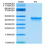 Human CD3E/CD3 epsilon 1-27 peptide Protein (CD3-HM2ED)
