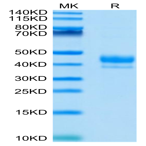 Human CD3E/CD3 epsilon 1-27 peptide Protein (CD3-HM2ED)