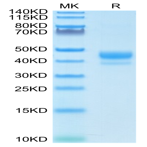 Biotinylated Human CD3E/CD3 epsilon 1-27 peptide Protein (CD3-HM2EDB)