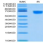Human CD30 Ligand/TNFSF8 Protein (CD3-HM30L)