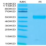 Human Siglec-3/CD33 Protein (CD3-HM433)