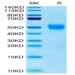 Biotinylated Human Siglec-3/CD33 Protein (CD3-HM433B)