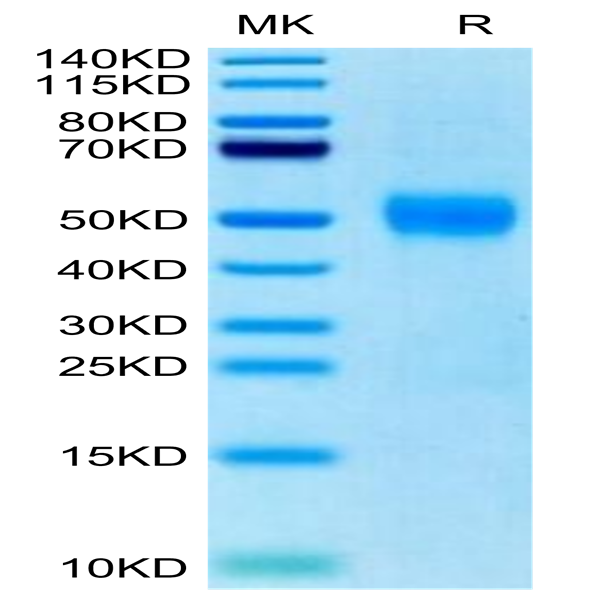 Biotinylated Human Siglec-3/CD33 Protein (CD3-HM433B)