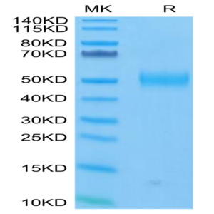 FITC-Labeled Human Siglec-3/CD33 Protein (CD3-HM433F)