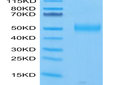 FITC-Labeled Human Siglec-3/CD33 Protein (CD3-HM433F)