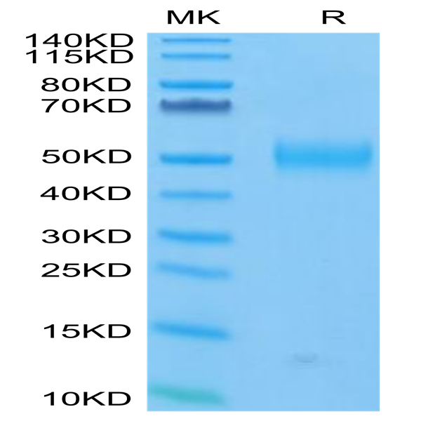 FITC-Labeled Human Siglec-3/CD33 Protein (CD3-HM433F) FITC-Labeled Human Siglec-3/CD33 Protein (CD3-HM433F)