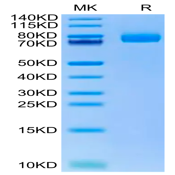 Human CD36/SR-B3 Protein (CD3-HM436)