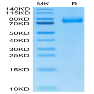 Biotinylated Human CD36/SR-B3 Protein (CD3-HM436B)