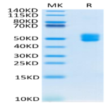Biotinylated Human CD3E&CD3D/CD3 epsilon&CD3 delta Protein (CD3-HM505B)