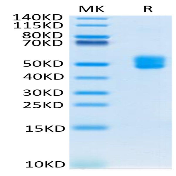 Biotinylated Human CD3E&CD3D/CD3 epsilon&CD3 delta Protein (CD3-HM505B)