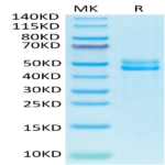 Biotinylated Human CD3E&CD3G/CD3 epsilon&CD3 gamma Protein (CD3-HM557B)