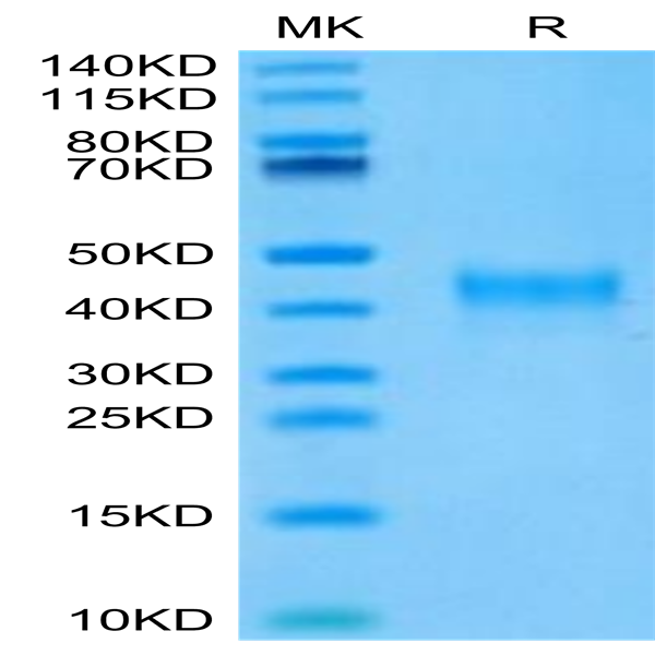 Mouse Siglec-3/CD33 Protein (CD3-MM133)