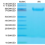 Mouse CD34 Protein (CD3-MM134)