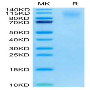 Cynomolgus CD43 Protein (CD4-CM143)