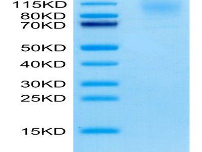 Cynomolgus CD43 Protein (CD4-CM143)